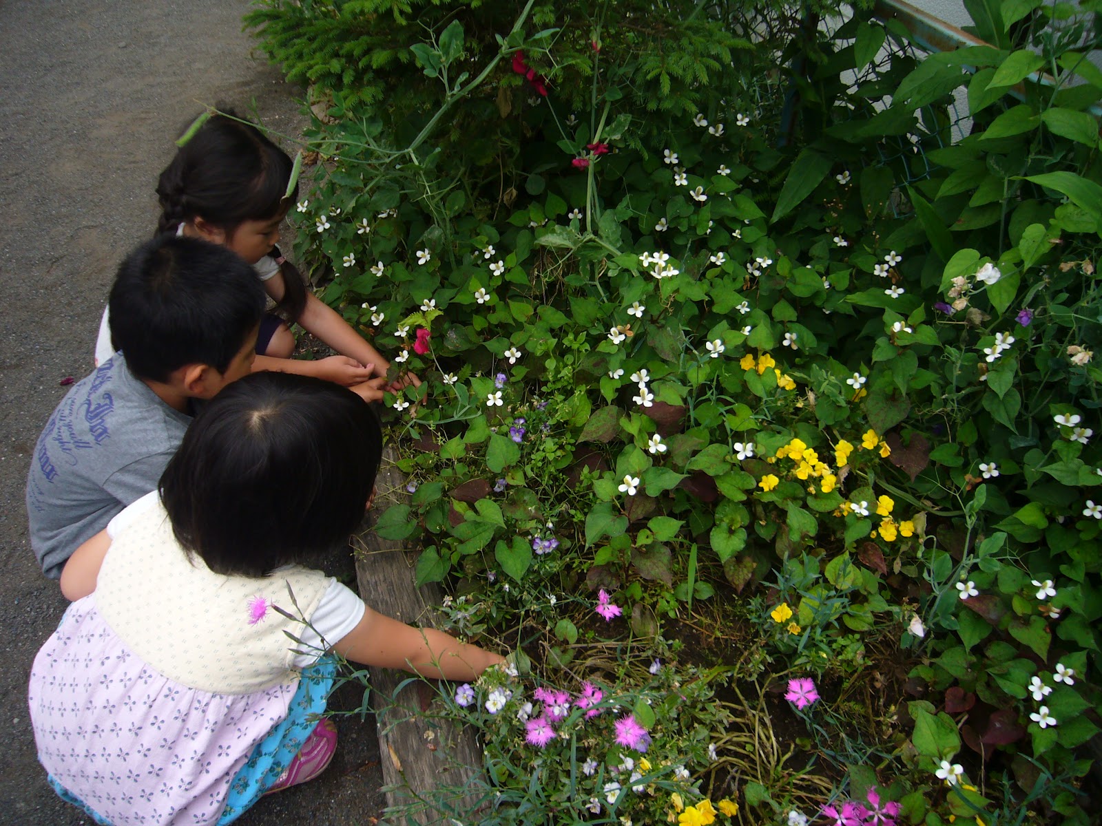 青梅幼稚園産 どくだみ茶 青梅幼稚園 学校法人 久山学園